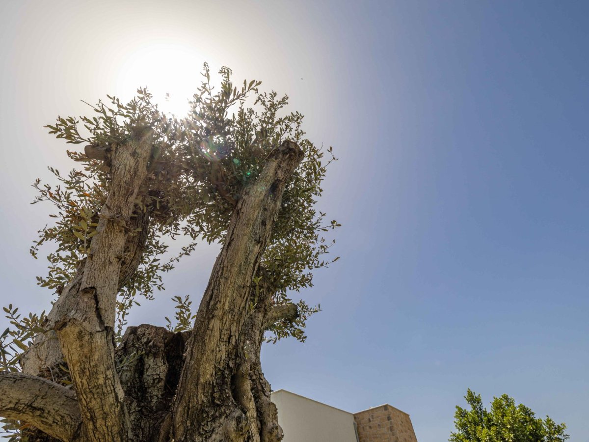 Bodrum Gümüşlük’te 4 yatak odalı Villa Luz